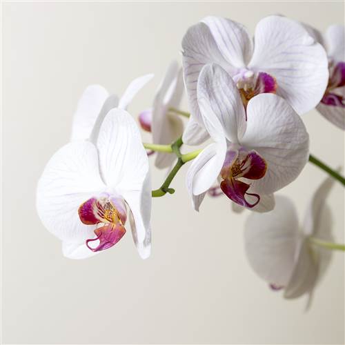 Orchideen