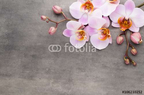 Poster Orchidee, Motiv: 106210252