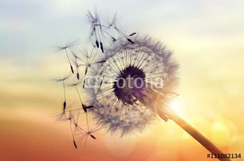 Poster Pusteblume, Motiv: 111082134