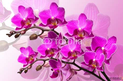 Poster Orchideen, Motiv: 16155850
