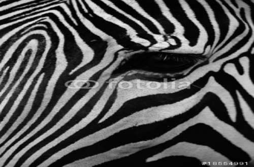 Poster Zebra, Motiv: 18554991