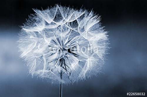 Poster Pusteblume, Motiv: 22658032