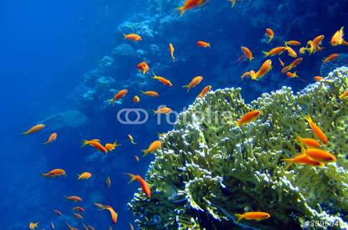 Poster Unterwasserwelt, Motiv: 3595044