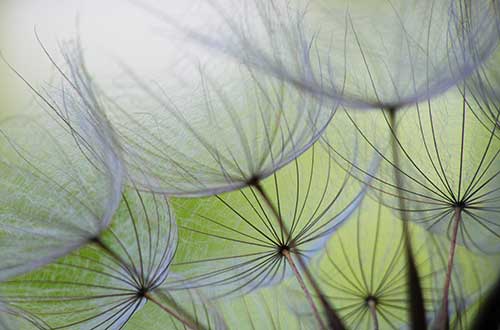 Poster Pustenblumen