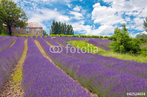 Poster Lavendel, Motiv: 42524654