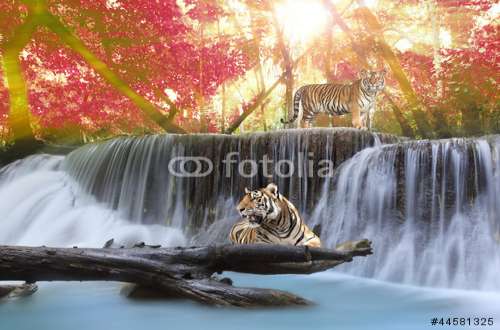 Poster Tiger, Motiv: 44581325