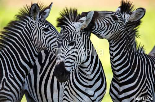 Poster Zebra, Motiv: 48214910