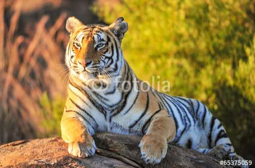 Poster Tiger, Motiv: 65375059