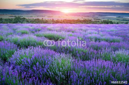 Poster Lavendel, Motiv: 66832542