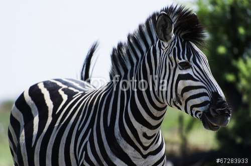 Poster Zebra, Motiv: 67283933