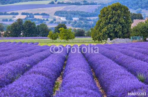 Poster Lavendel, Motiv: 68072283