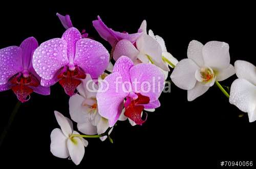 Poster Orchidee, Motiv: 70940056